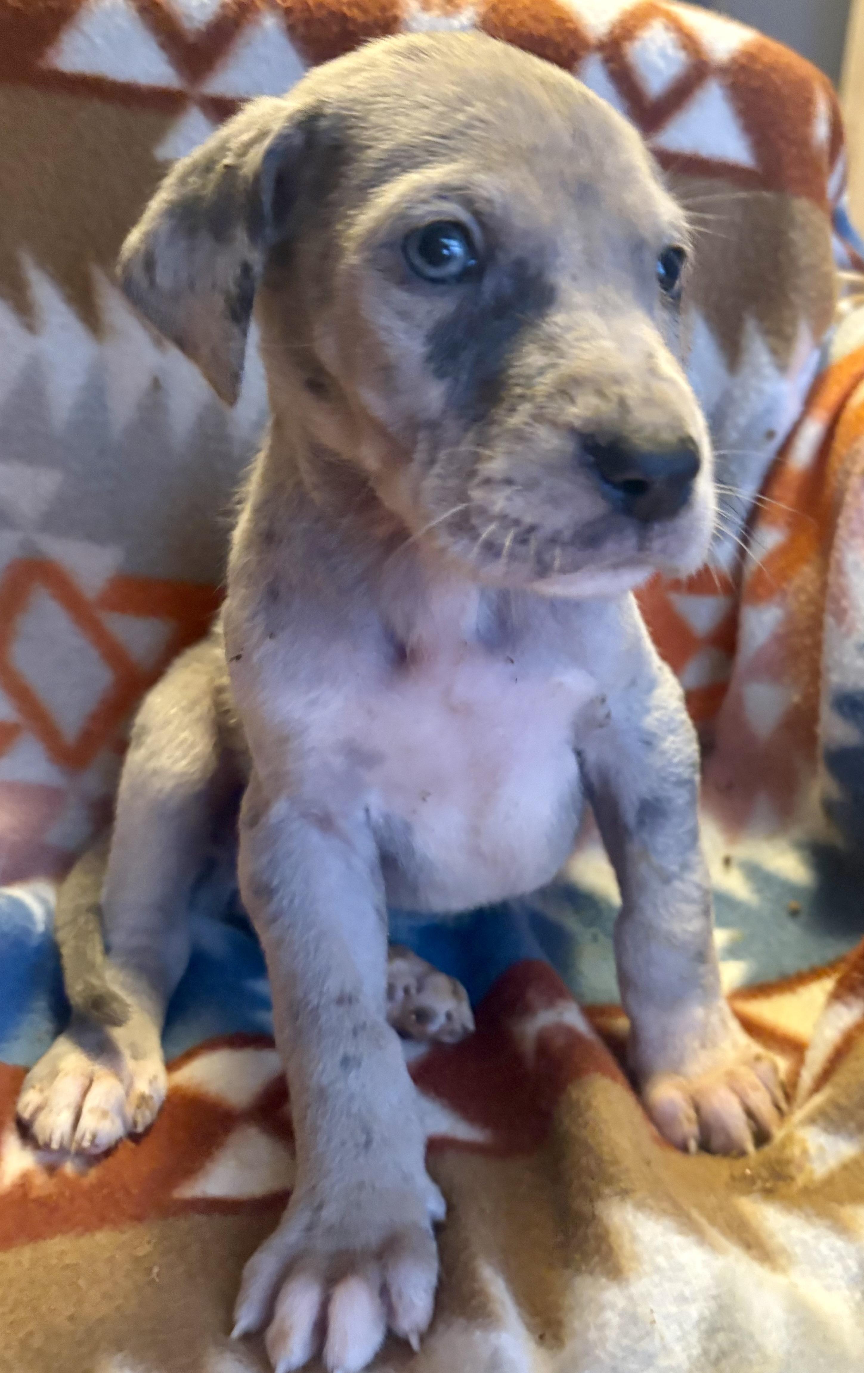 Blossom, an adopted Great Dane in Maryville, TN image 3/4