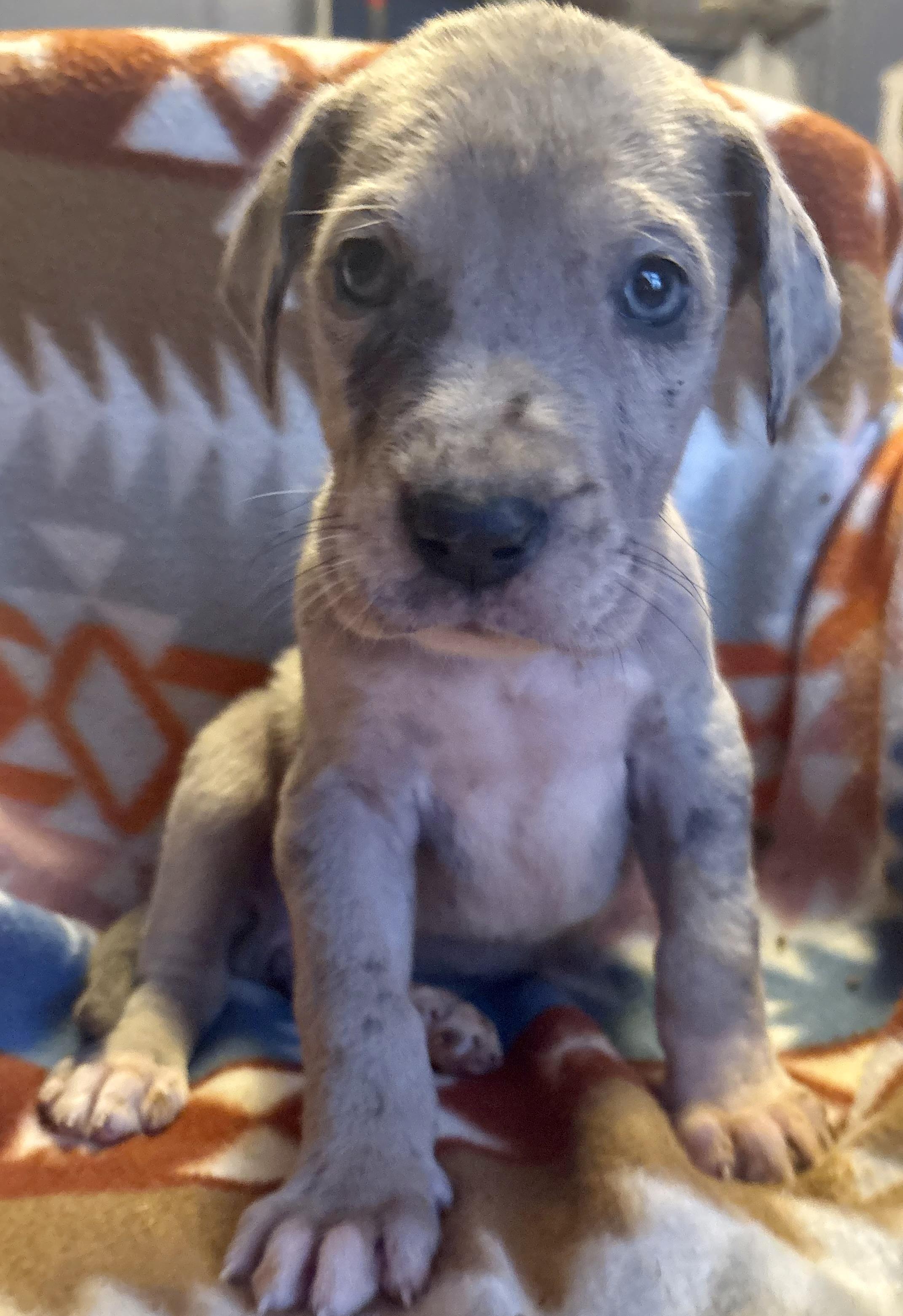 Blossom, adopted, Puppy Female Great Dane.