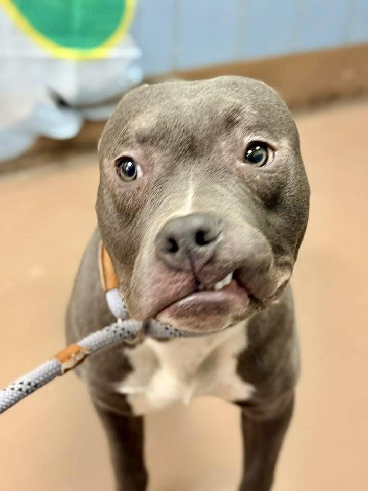 Enlarge Wells, an adopted Pit Bull Terrier in Chicago, IL image 1/5