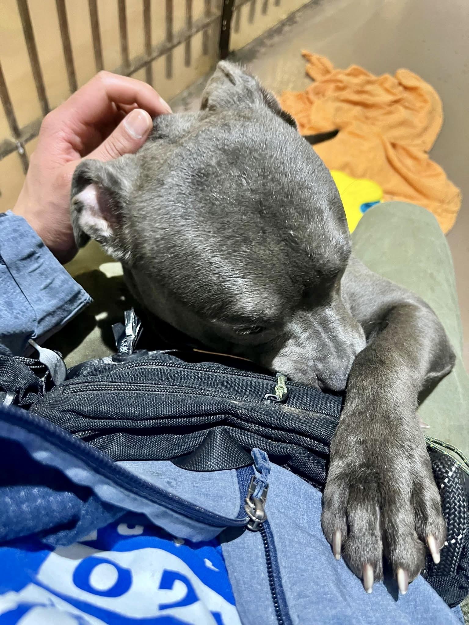 Enlarge Wells, an adopted Pit Bull Terrier in Chicago, IL image 2/5