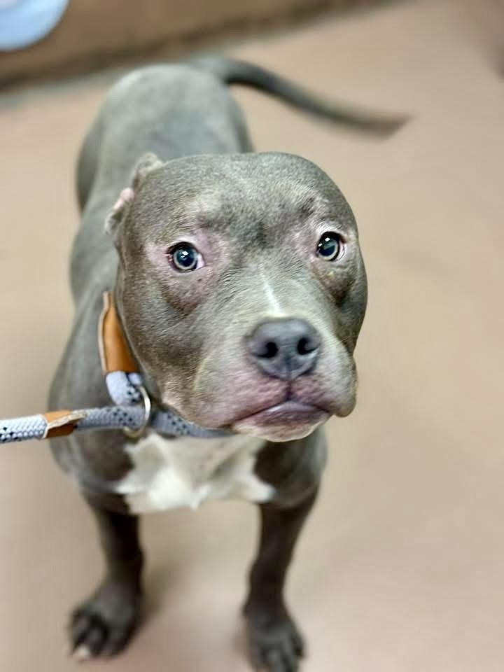 Enlarge Wells, an adopted Pit Bull Terrier in Chicago, IL image 3/5