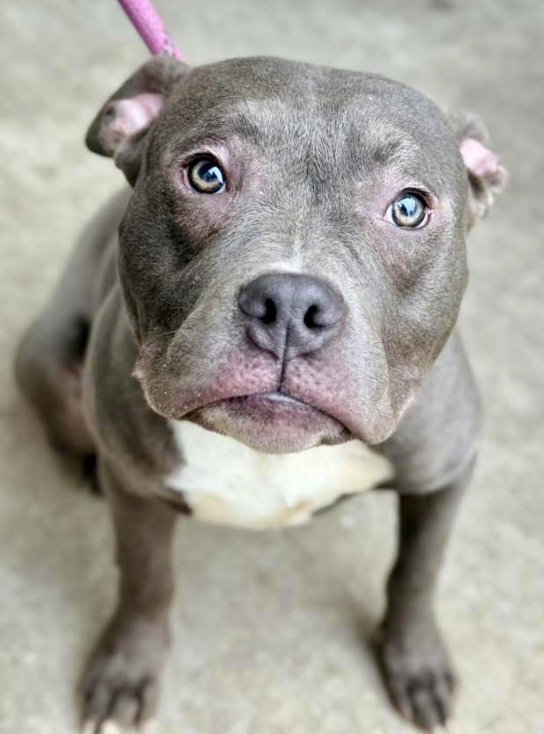 Enlarge Wells, an adopted Pit Bull Terrier in Chicago, IL image 4/5