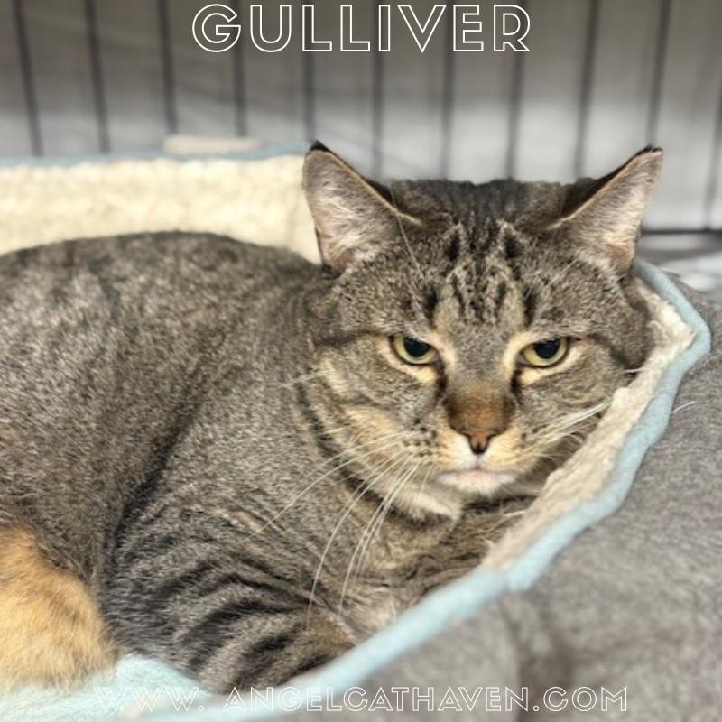 Gulliver, ADOPTABLE, Adult Male Domestic Short Hair.