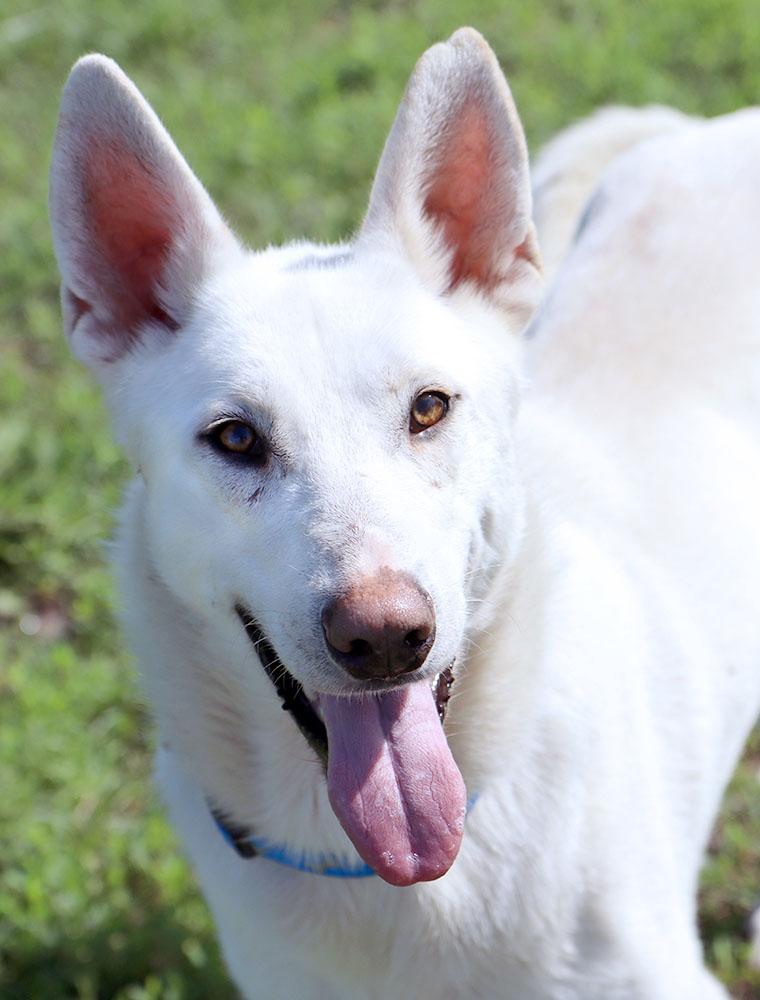 Nick (AO36225), ADOPTABLE, Young Male Shepherd & Husky.
