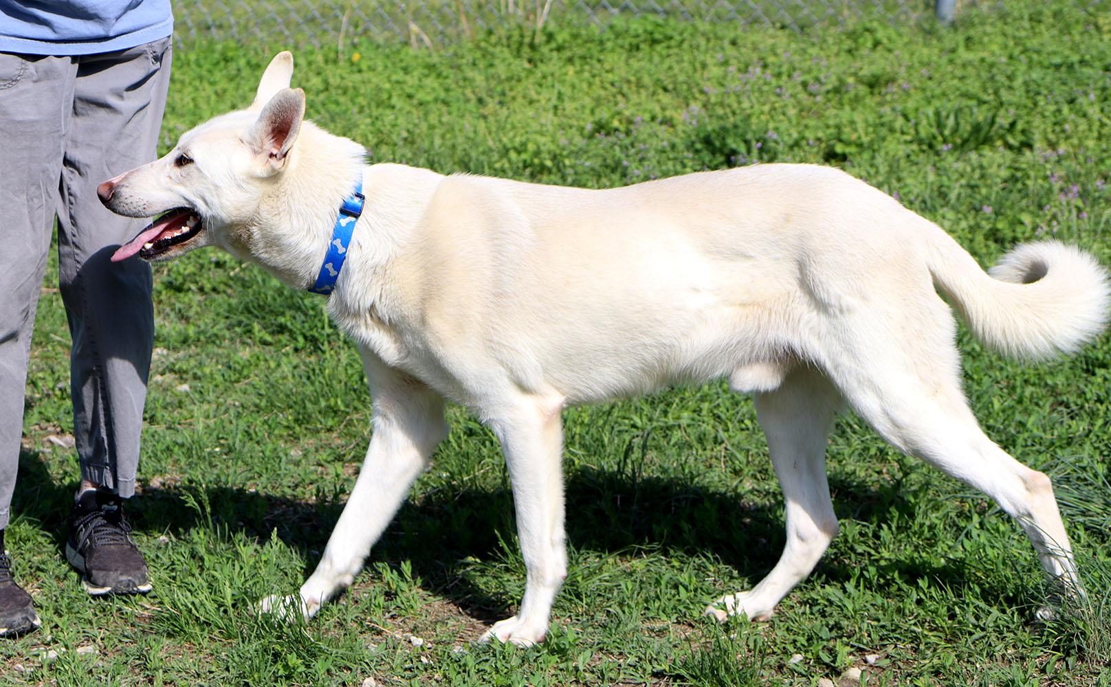 Nick (AO36225), a ADOPTABLE mixed breed in Kansas City, KS image 4/6