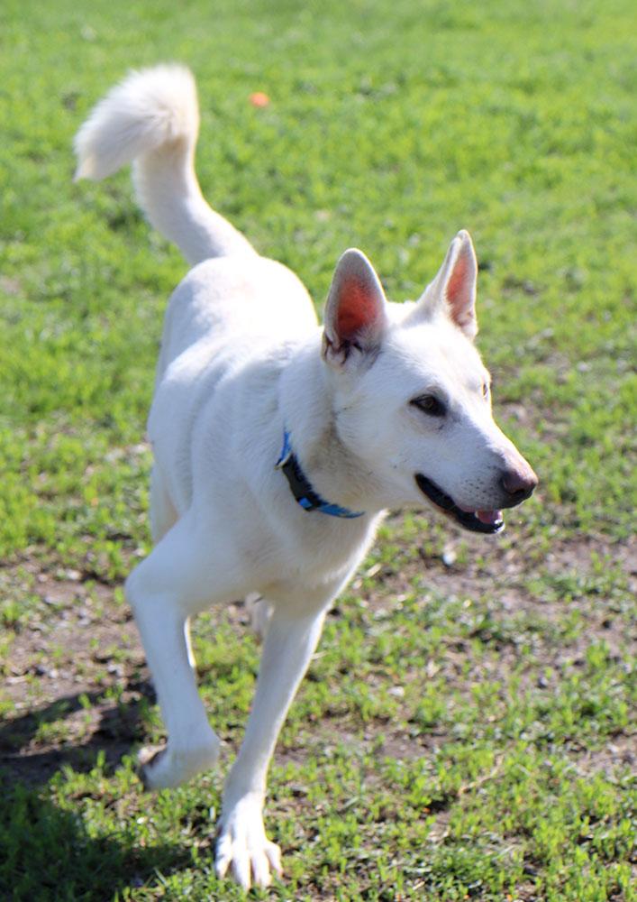 Nick (AO36225), a ADOPTABLE mixed breed in Kansas City, KS image 5/6