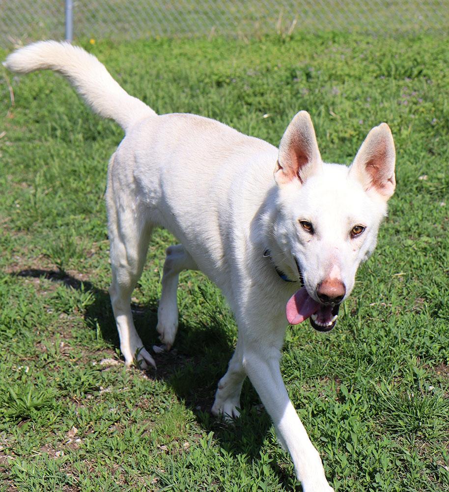Nick (AO36225), a ADOPTABLE mixed breed in Kansas City, KS image 2/6