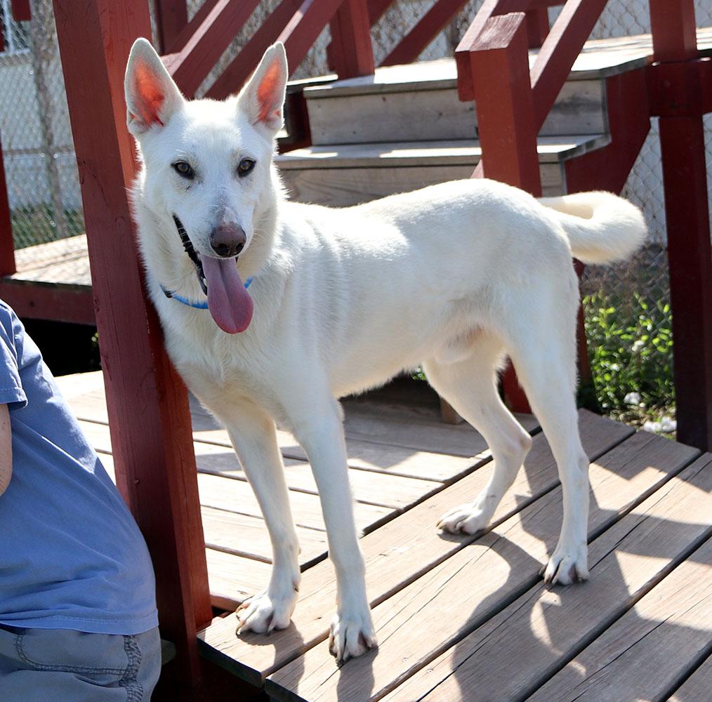 Nick (AO36225), a ADOPTABLE mixed breed in Kansas City, KS image 3/6