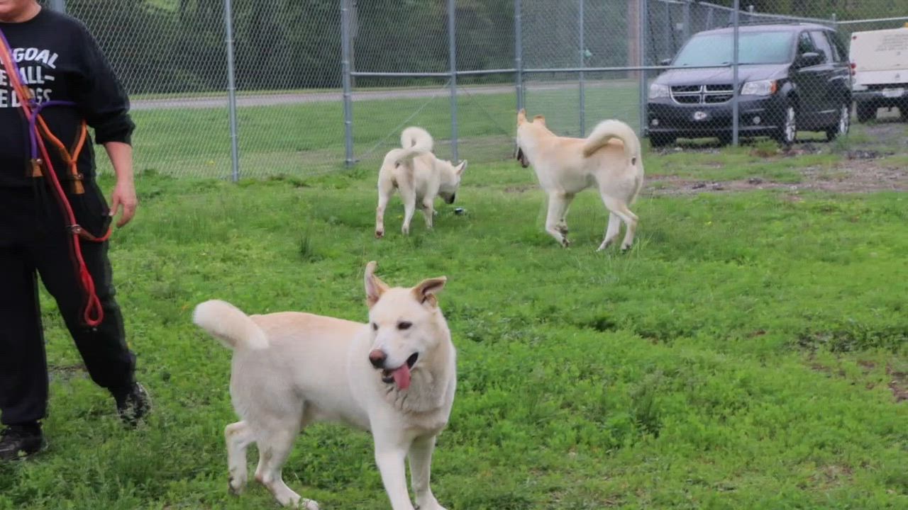 Enlarge Nick (AO36225), a ADOPTABLE mixed breed in Kansas City, KS video 6/6