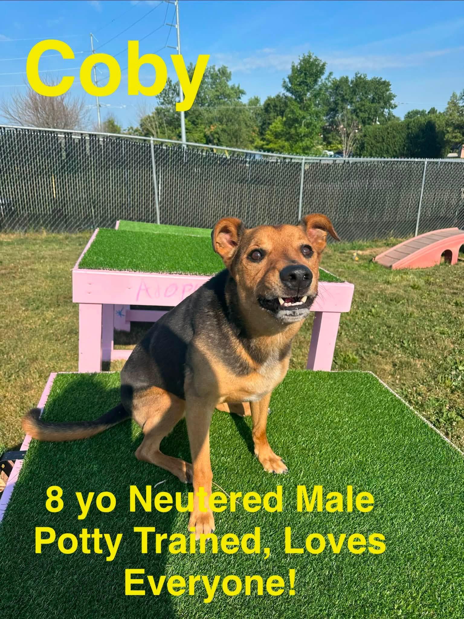 Coby, ADOPTABLE, Adult Male Shepherd.