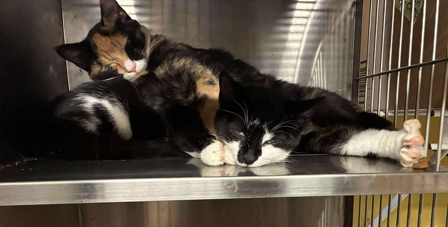 Pepita & Chia - Cute Sisters, Adoptable, Young Female Domestic Short Hair.