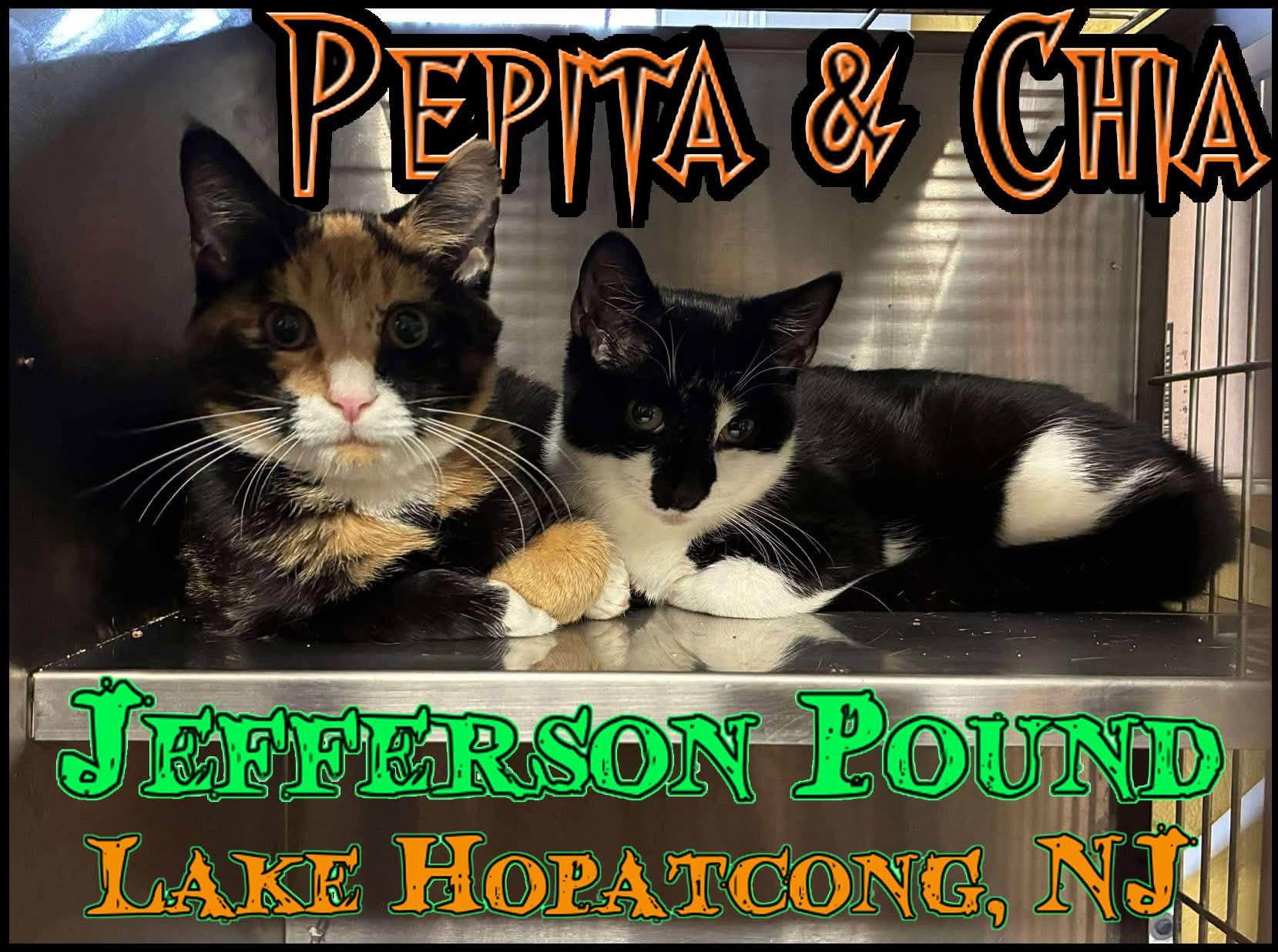 Enlarge Pepita & Chia - Cute Sisters, a Adoptable Domestic Short Hair in Lake Hopatcong, NJ image 2/5