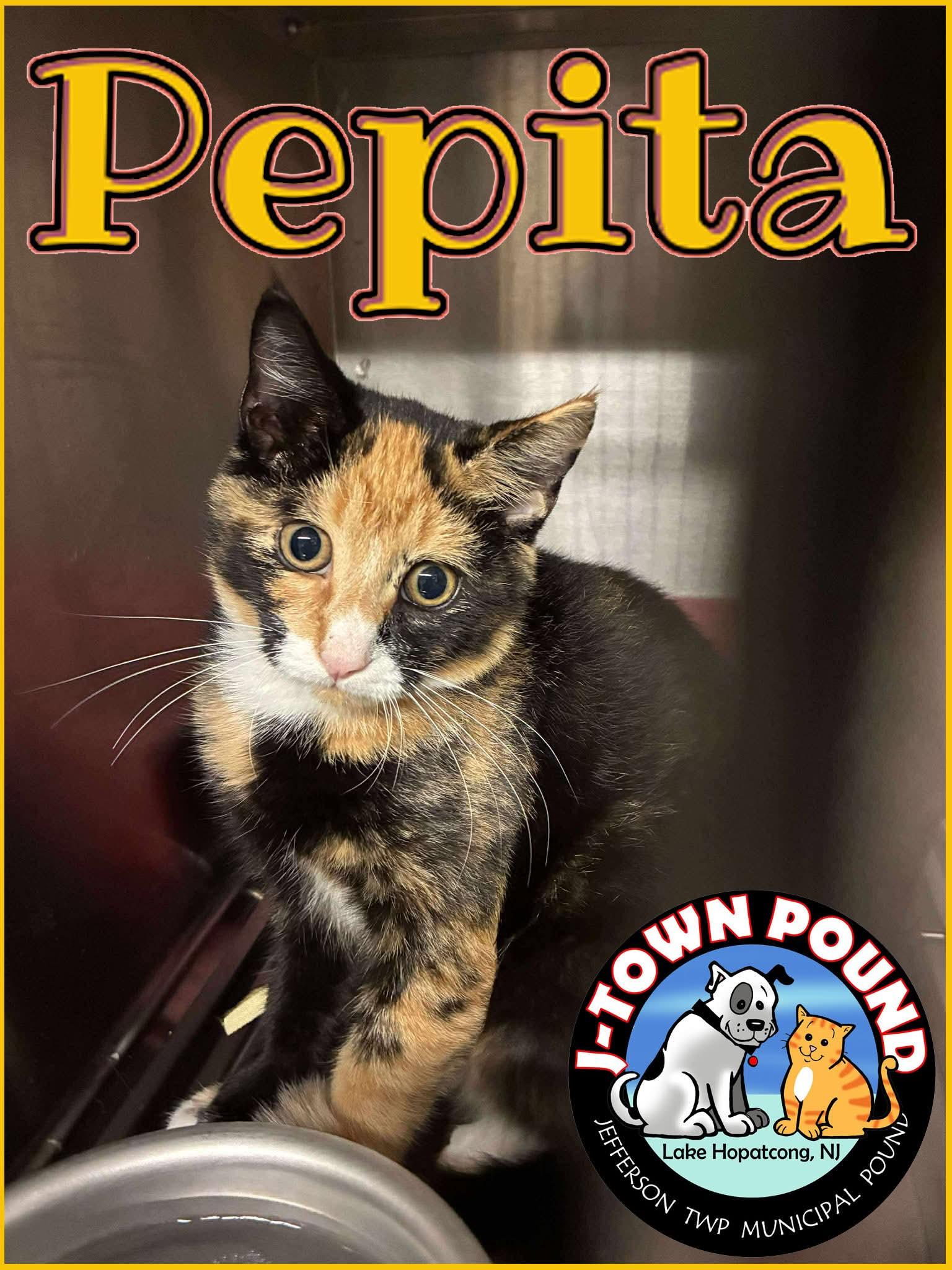 Enlarge Pepita & Chia - Cute Sisters, a Adoptable Domestic Short Hair in Lake Hopatcong, NJ image 3/5