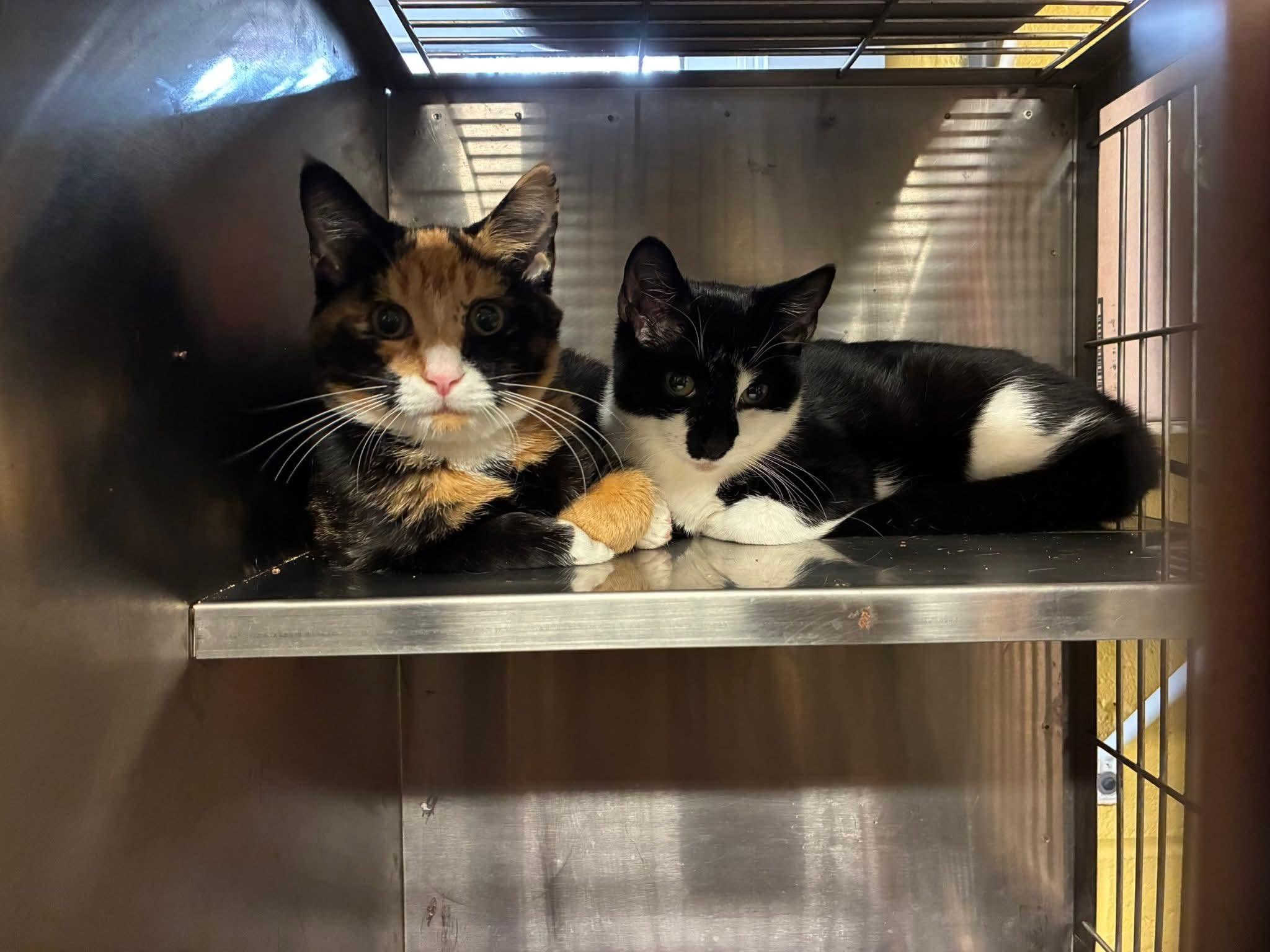 Enlarge Pepita & Chia - Cute Sisters, a Adoptable Domestic Short Hair in Lake Hopatcong, NJ image 4/5