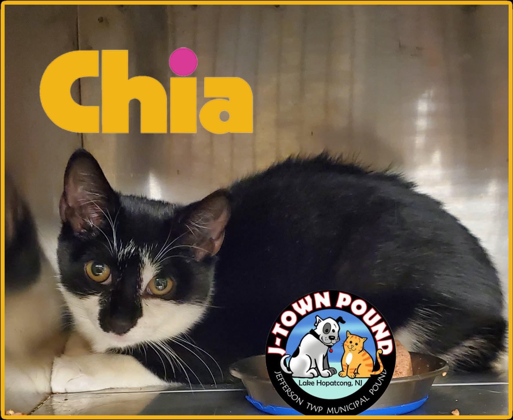 Enlarge Pepita & Chia - Cute Sisters, a Adoptable Domestic Short Hair in Lake Hopatcong, NJ image 5/5