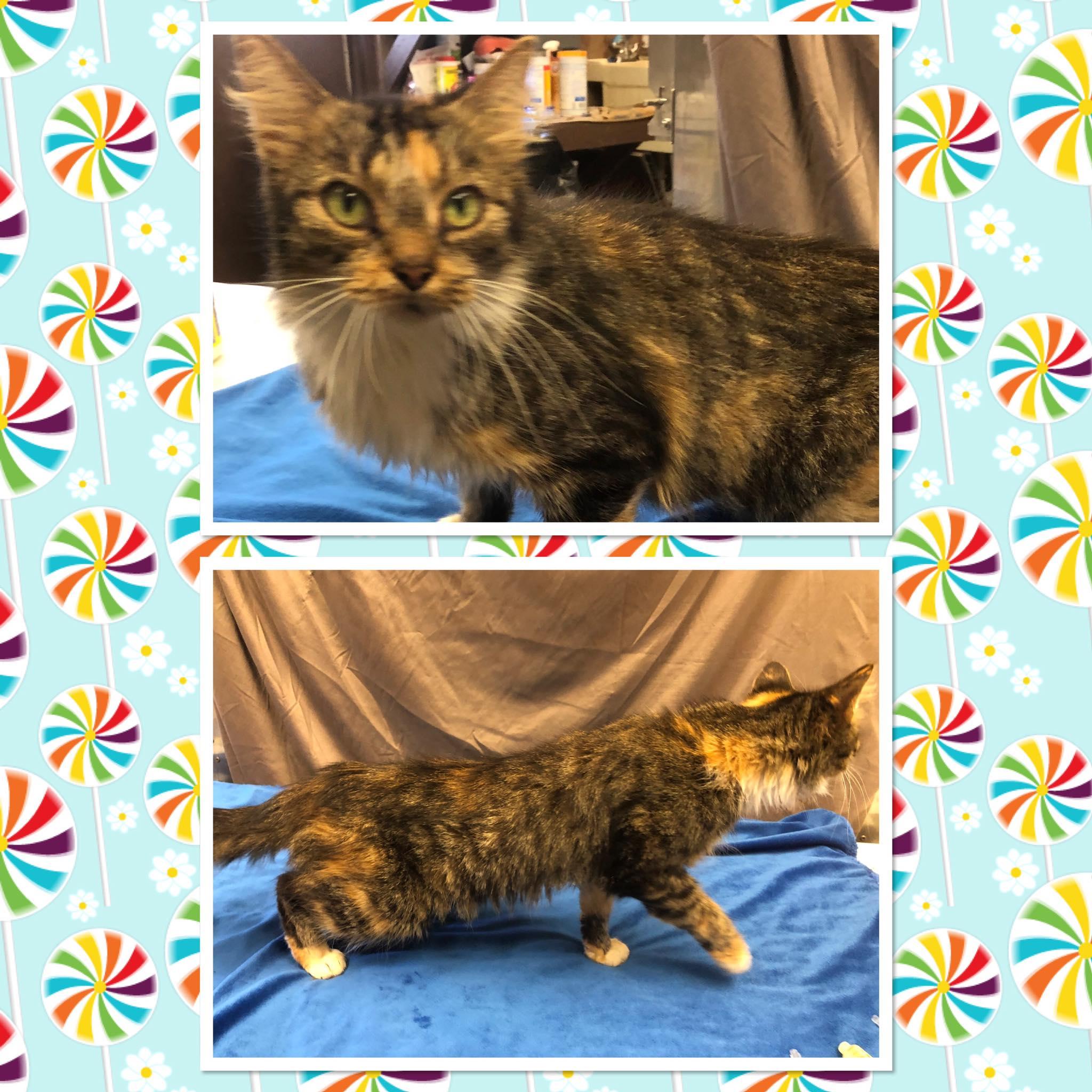 GLORIA, Adoptable, Adult Female Domestic Medium Hair.
