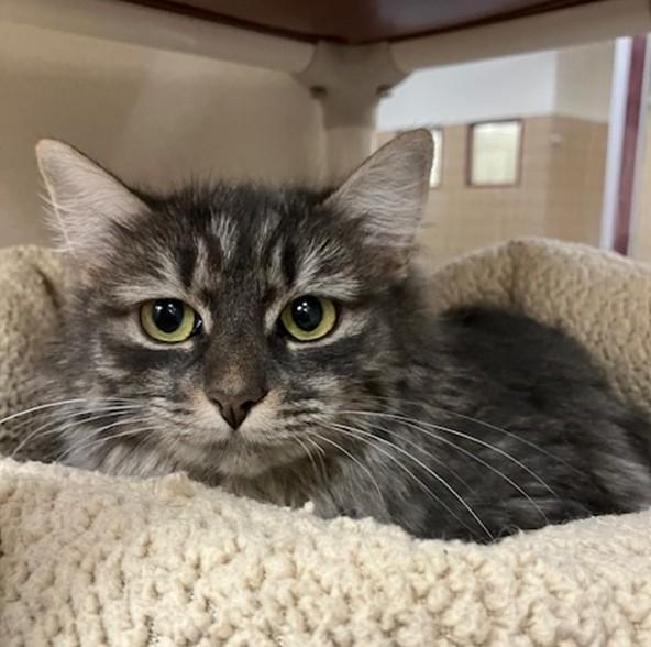 Enlarge BARBIE, a Adoptable Domestic Long Hair in Springfield, MA image 1/1