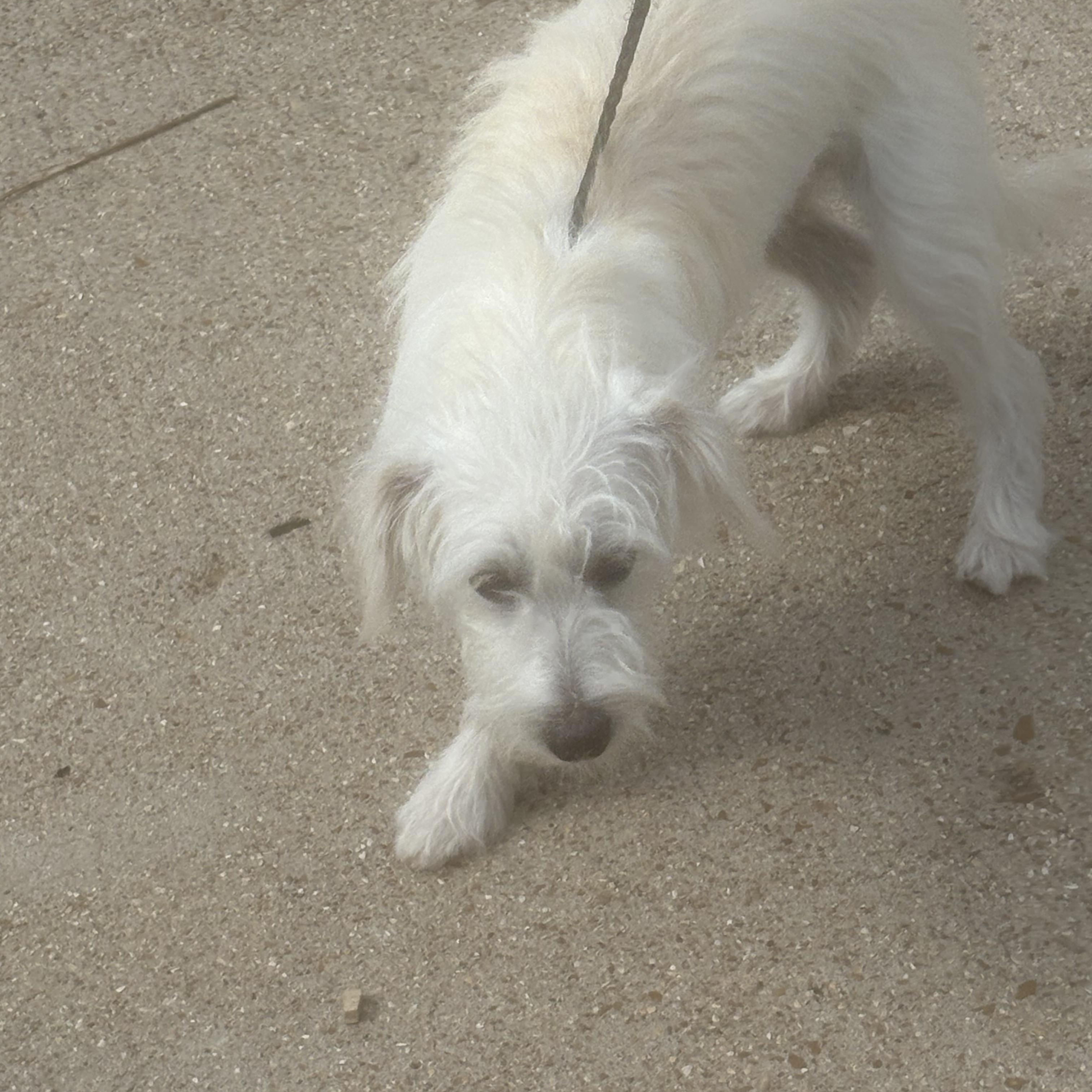 Toby, Adopted, Young Male Terrier & Maltese.
