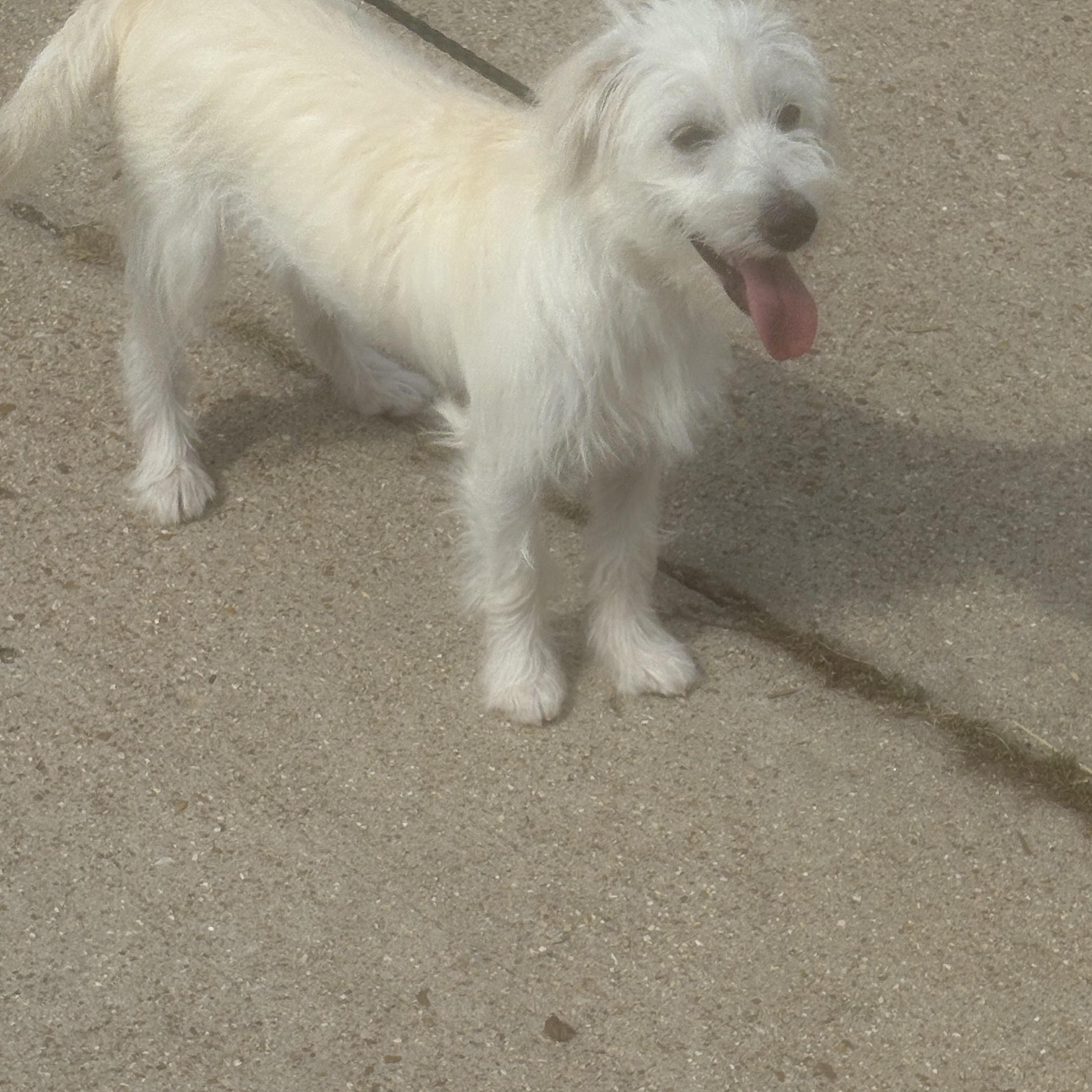 Toby, a Adopted mixed breed in Lonedell, MO image 2/5