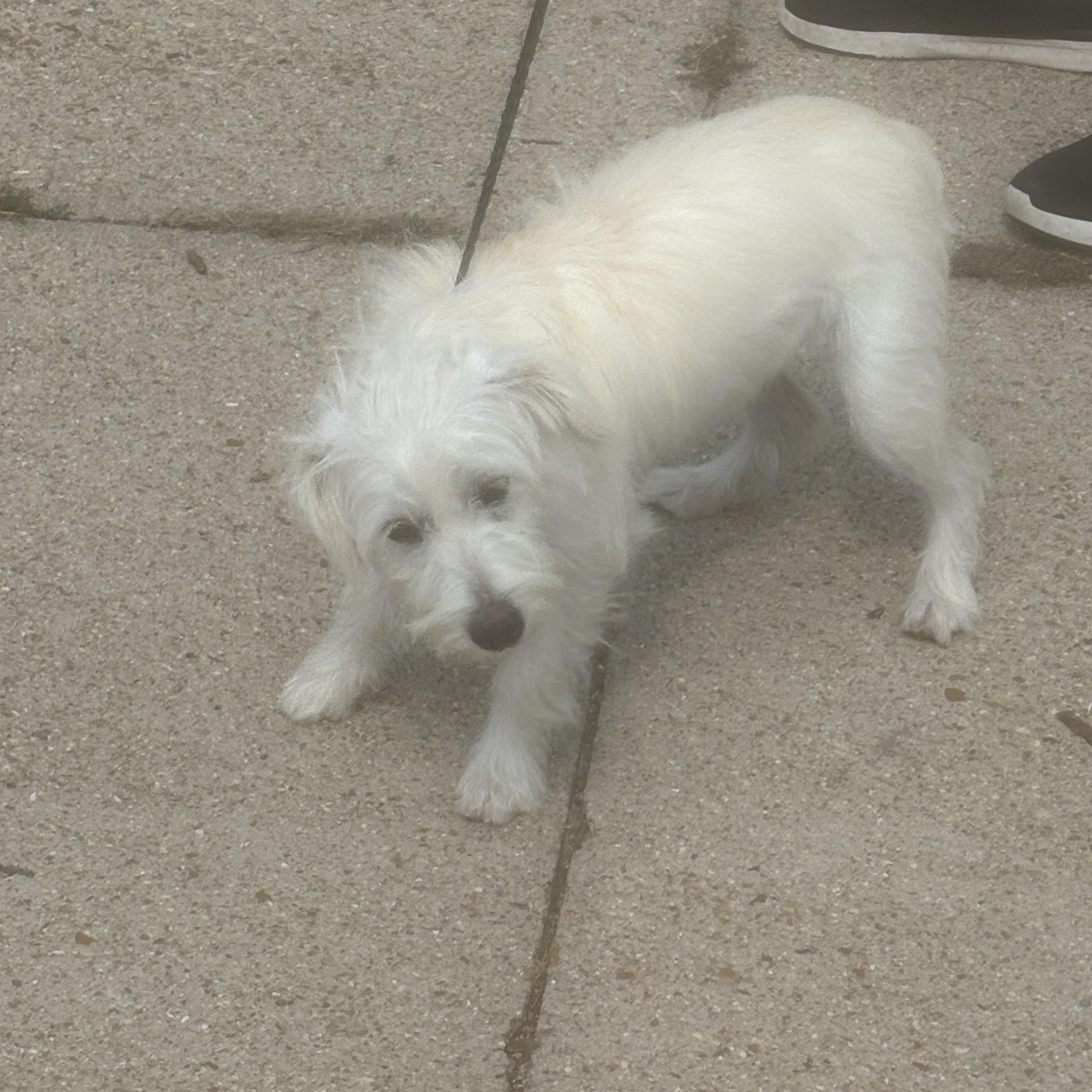 Toby, a Adopted mixed breed in Lonedell, MO image 4/5