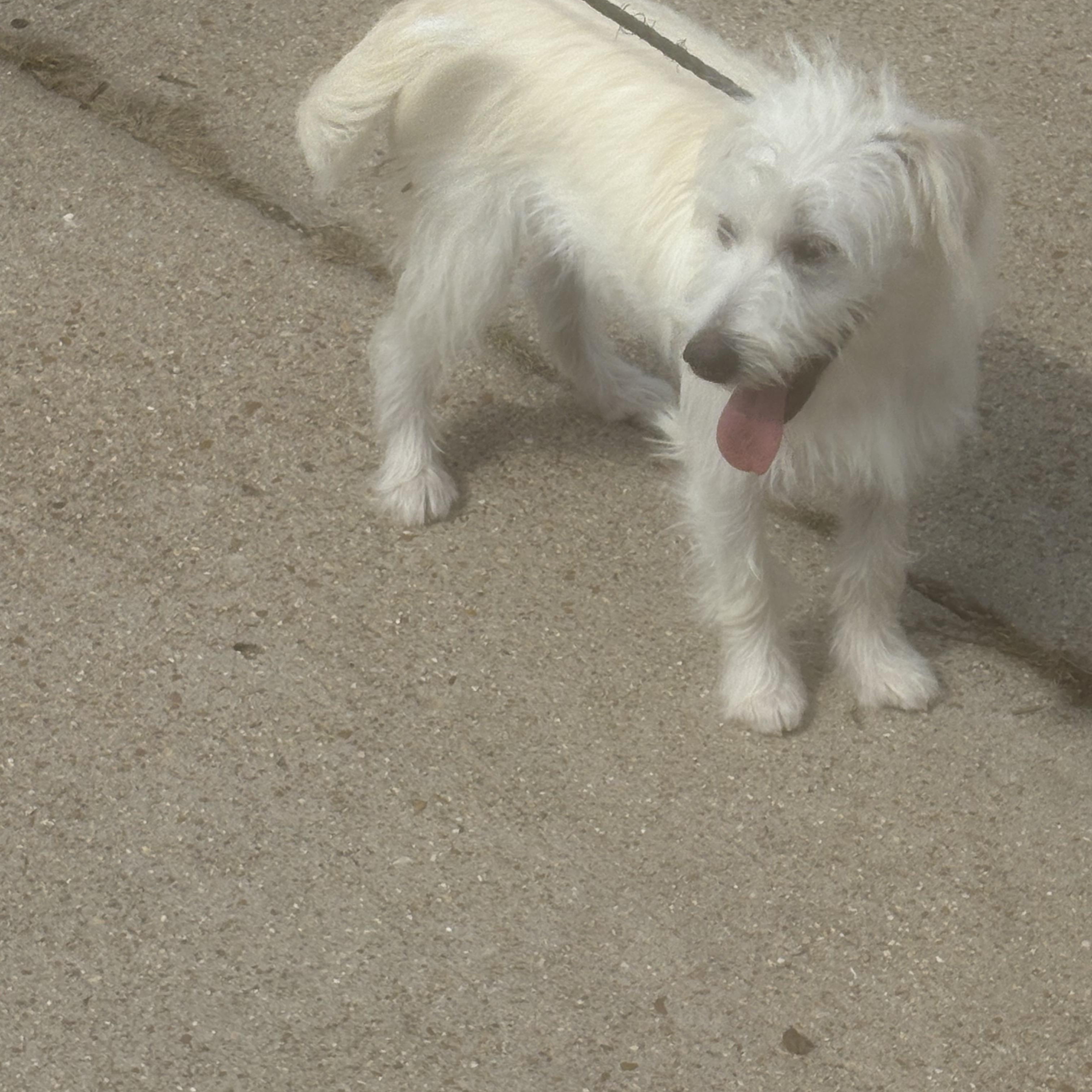 Toby, a Adopted mixed breed in Lonedell, MO image 5/5