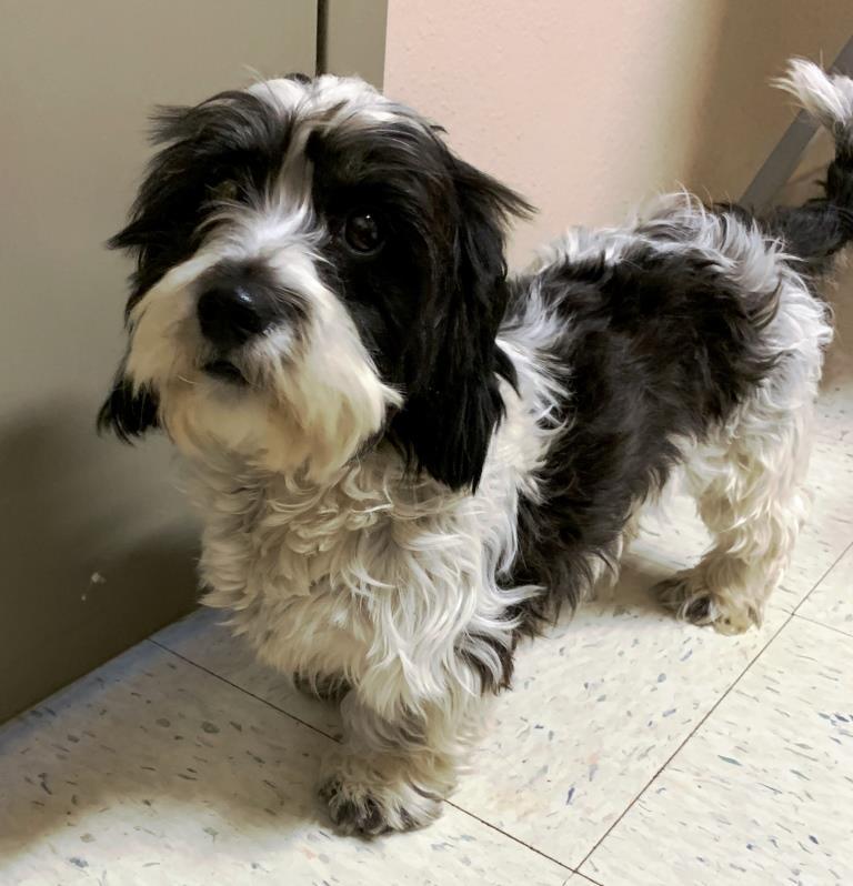 Enlarge DARLA ANN, a Adopted mixed breed in Carrollton, TX image 4/5