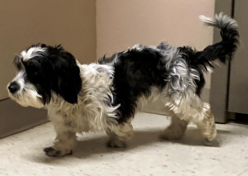 Enlarge DARLA ANN, a Adopted mixed breed in Carrollton, TX image 5/5