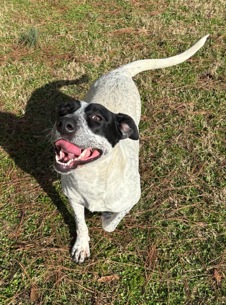 Enlarge Lisa, a Adoptable mixed breed in Little Rock, AR image 1/1