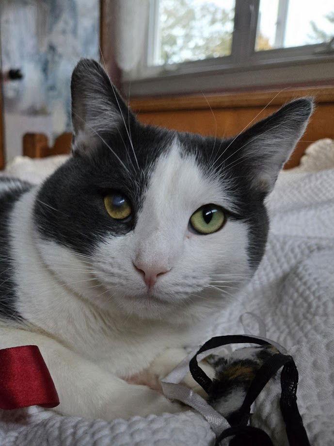 Jaspurr, a Adopted Domestic Short Hair in Flushing, NY image 1/3