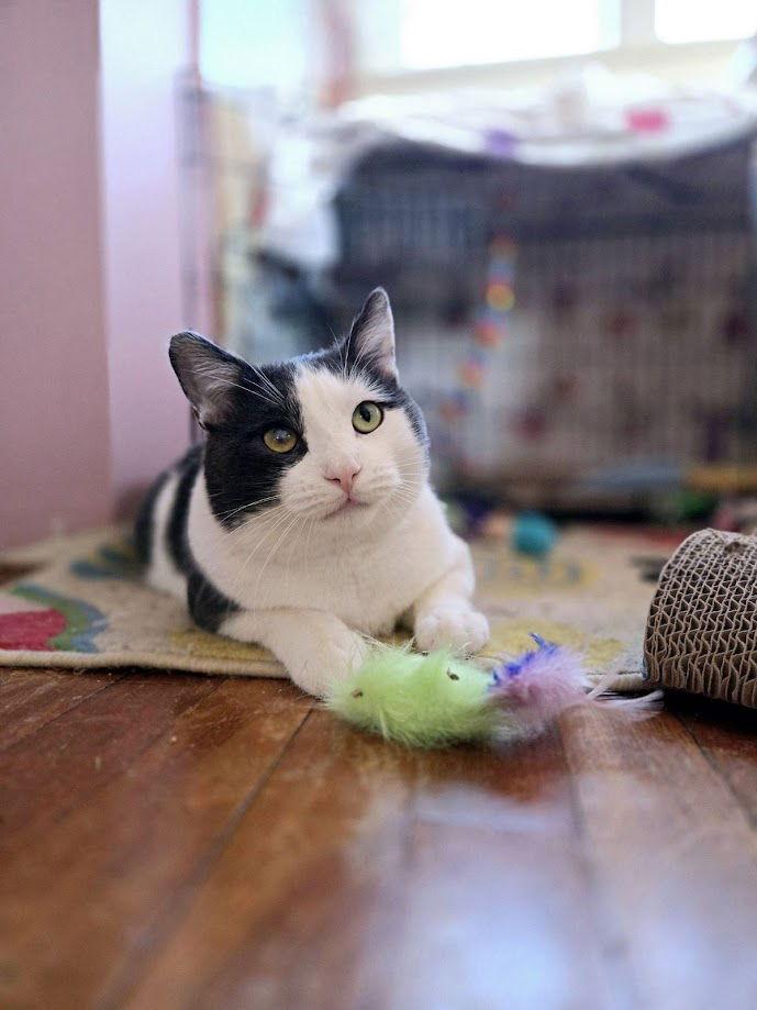 Jaspurr, a Adopted Domestic Short Hair in Flushing, NY image 2/3