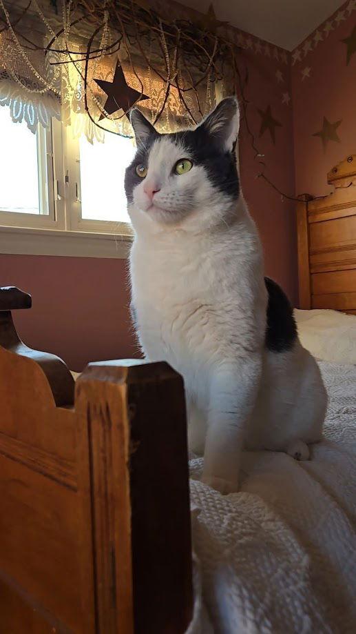 Jaspurr, a Adopted Domestic Short Hair in Flushing, NY image 3/3