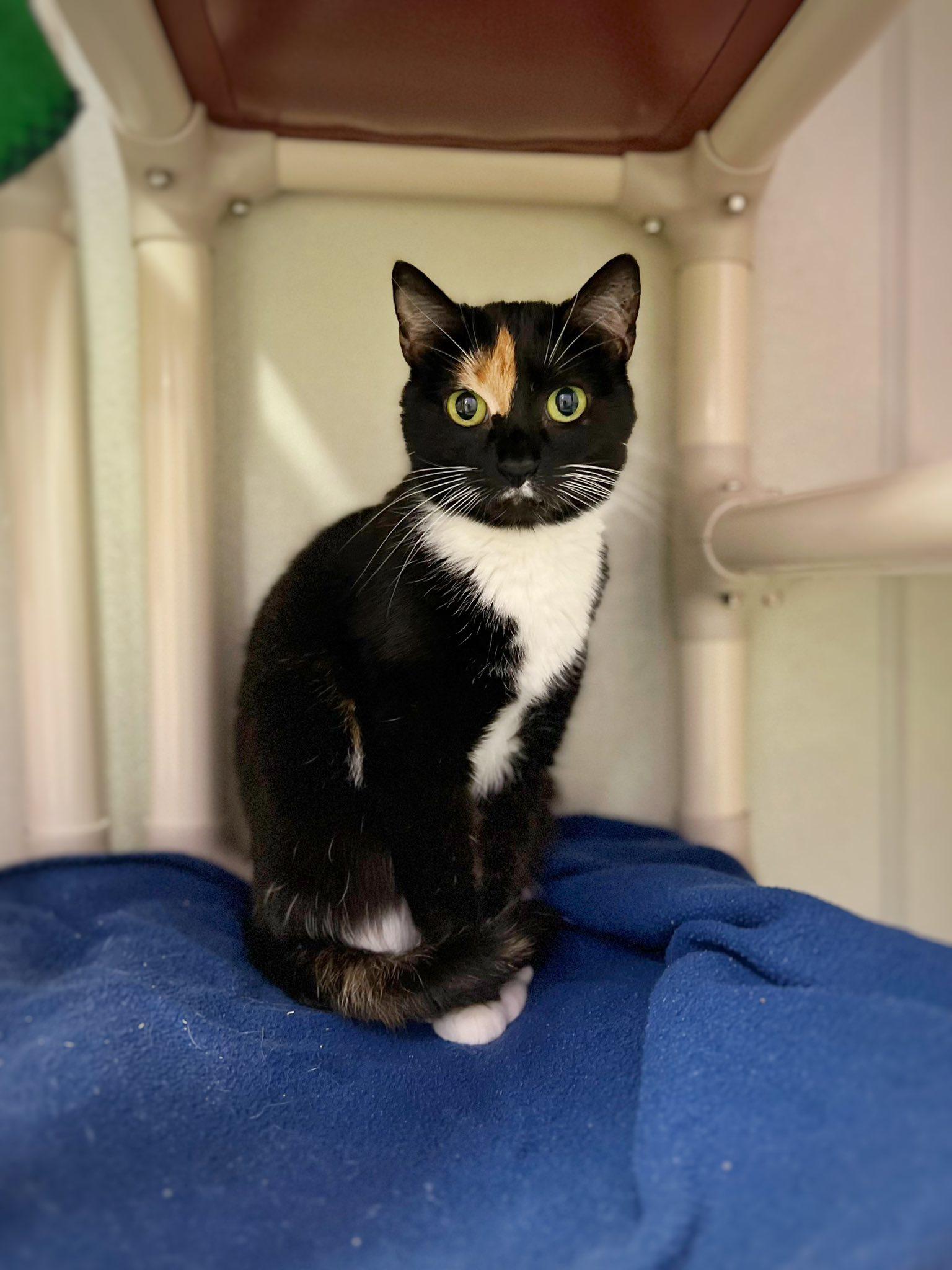 Callie, Adoptable, Adult Female Domestic Short Hair.