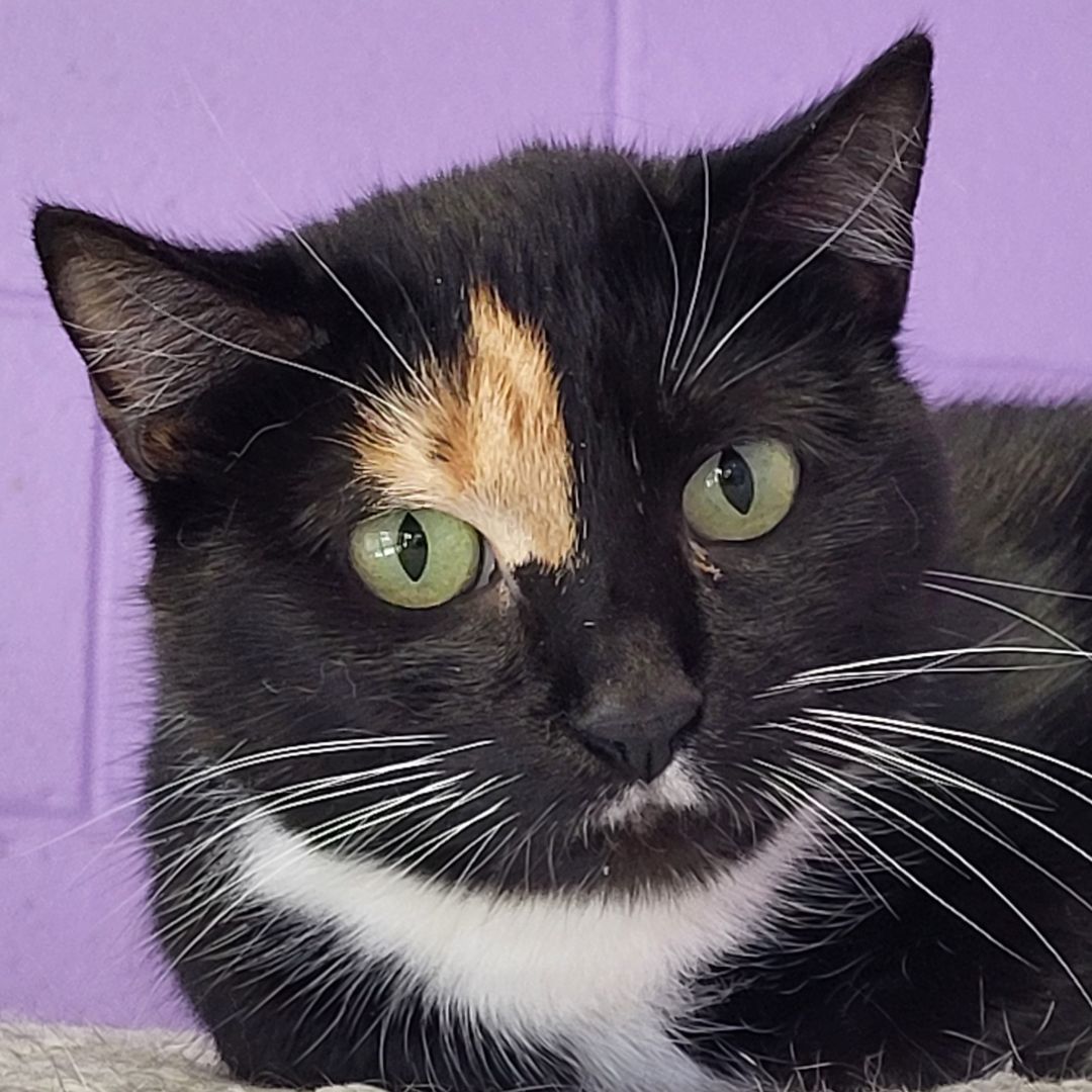Callie, a Adoptable Domestic Short Hair in Grayslake, IL image 2/2