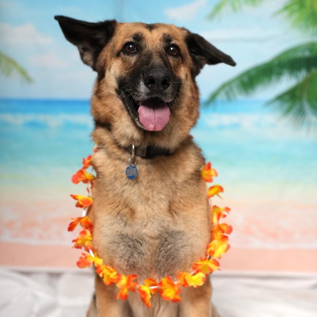 Gypsy, Adoptable, Senior Female German Shepherd Dog.