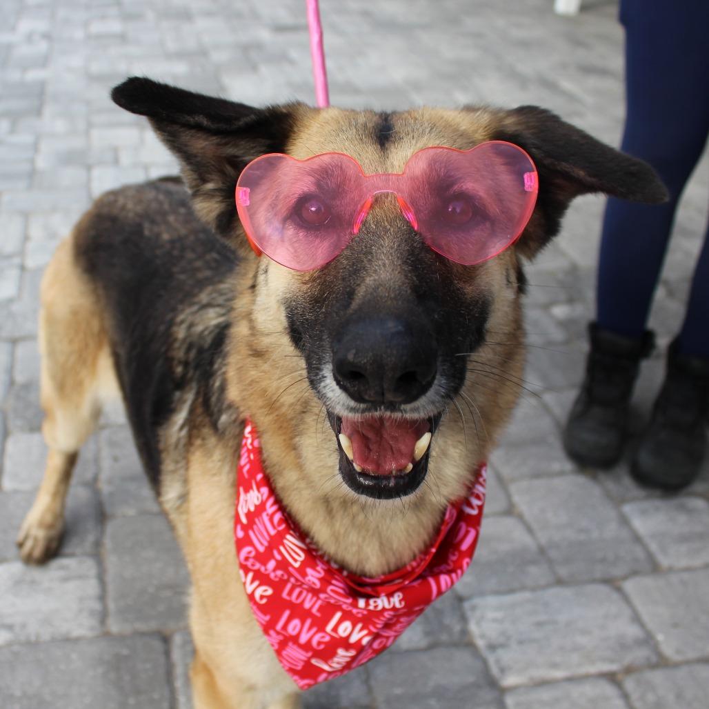 Enlarge Gypsy, a Adoptable German Shepherd Dog in Ocala, FL image 2/6