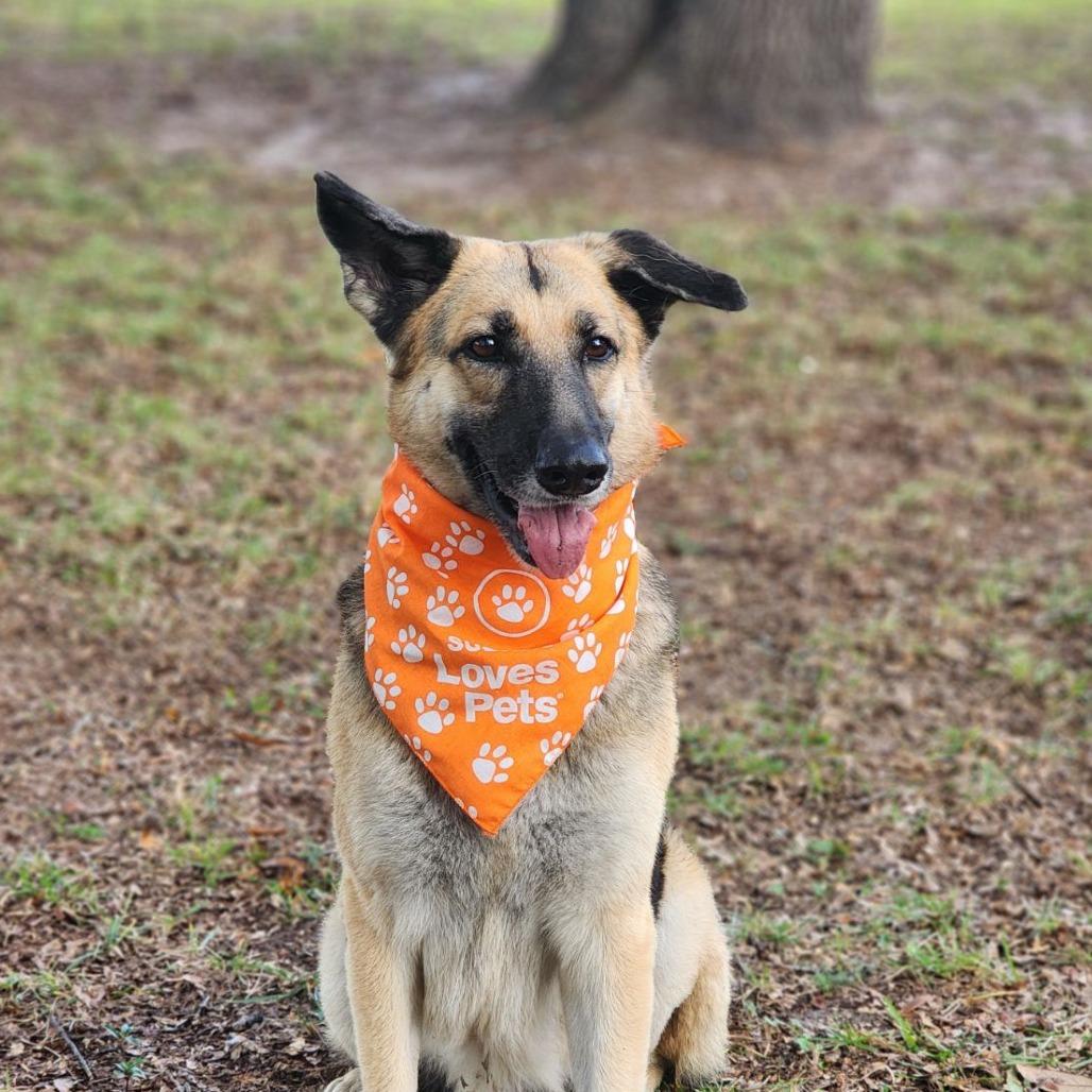 Enlarge Gypsy, a Adoptable German Shepherd Dog in Ocala, FL image 1/5