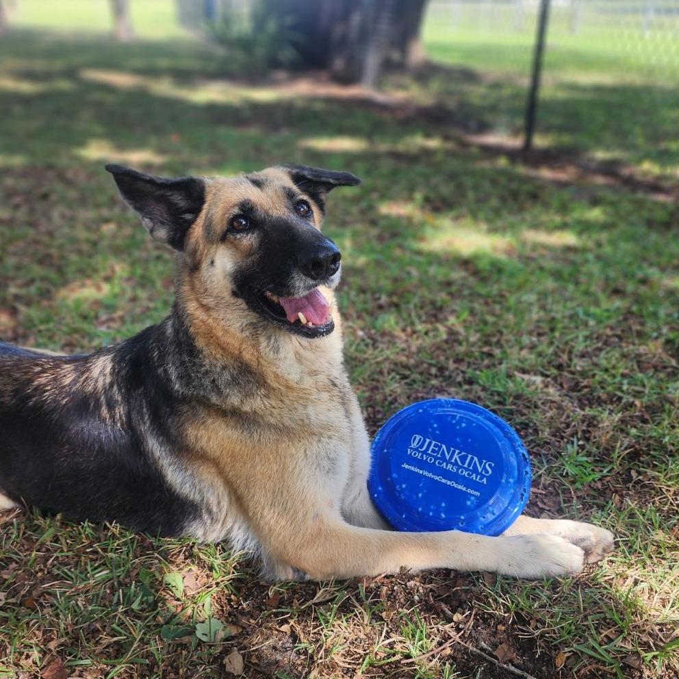 Enlarge Gypsy, a Adoptable German Shepherd Dog in Ocala, FL image 3/5
