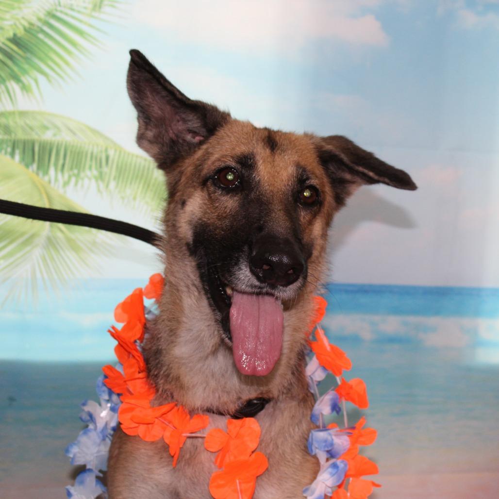 Enlarge Gypsy, a Adoptable German Shepherd Dog in Ocala, FL image 2/5