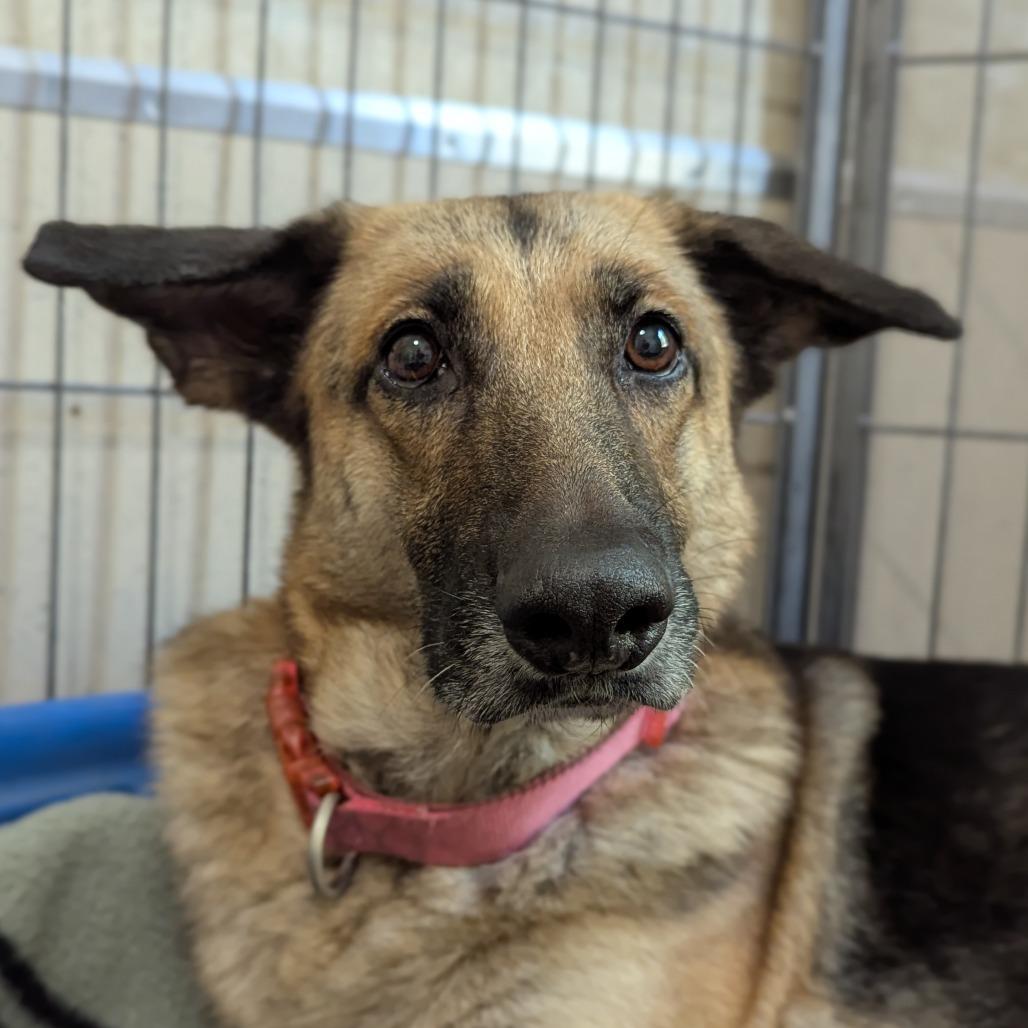 Enlarge Gypsy, a Adoptable German Shepherd Dog in Ocala, FL image 4/5