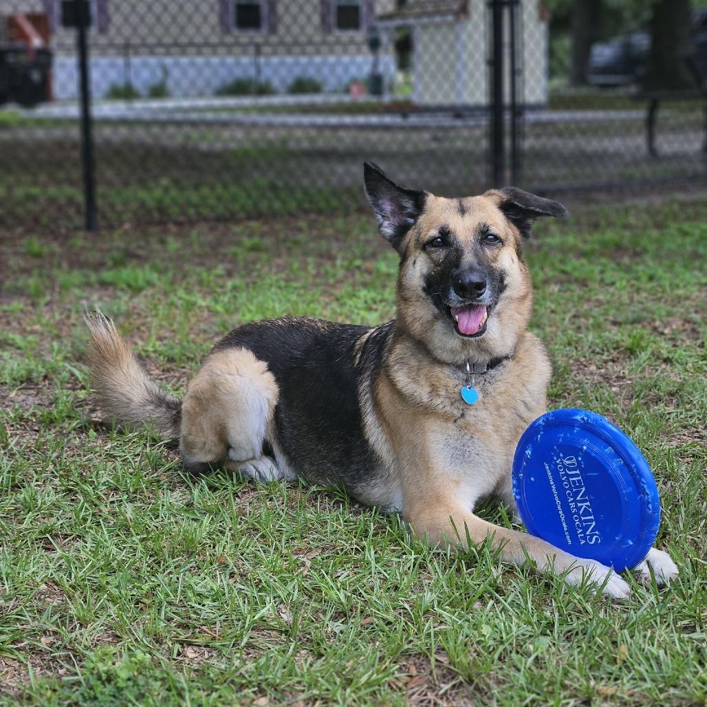 Enlarge Gypsy, a Adoptable German Shepherd Dog in Ocala, FL image 1/6