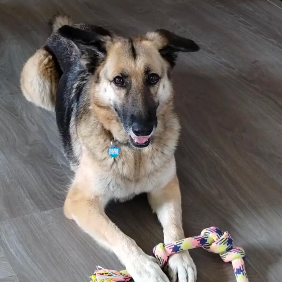 Enlarge Gypsy, a Adoptable German Shepherd Dog in Ocala, FL image 3/6