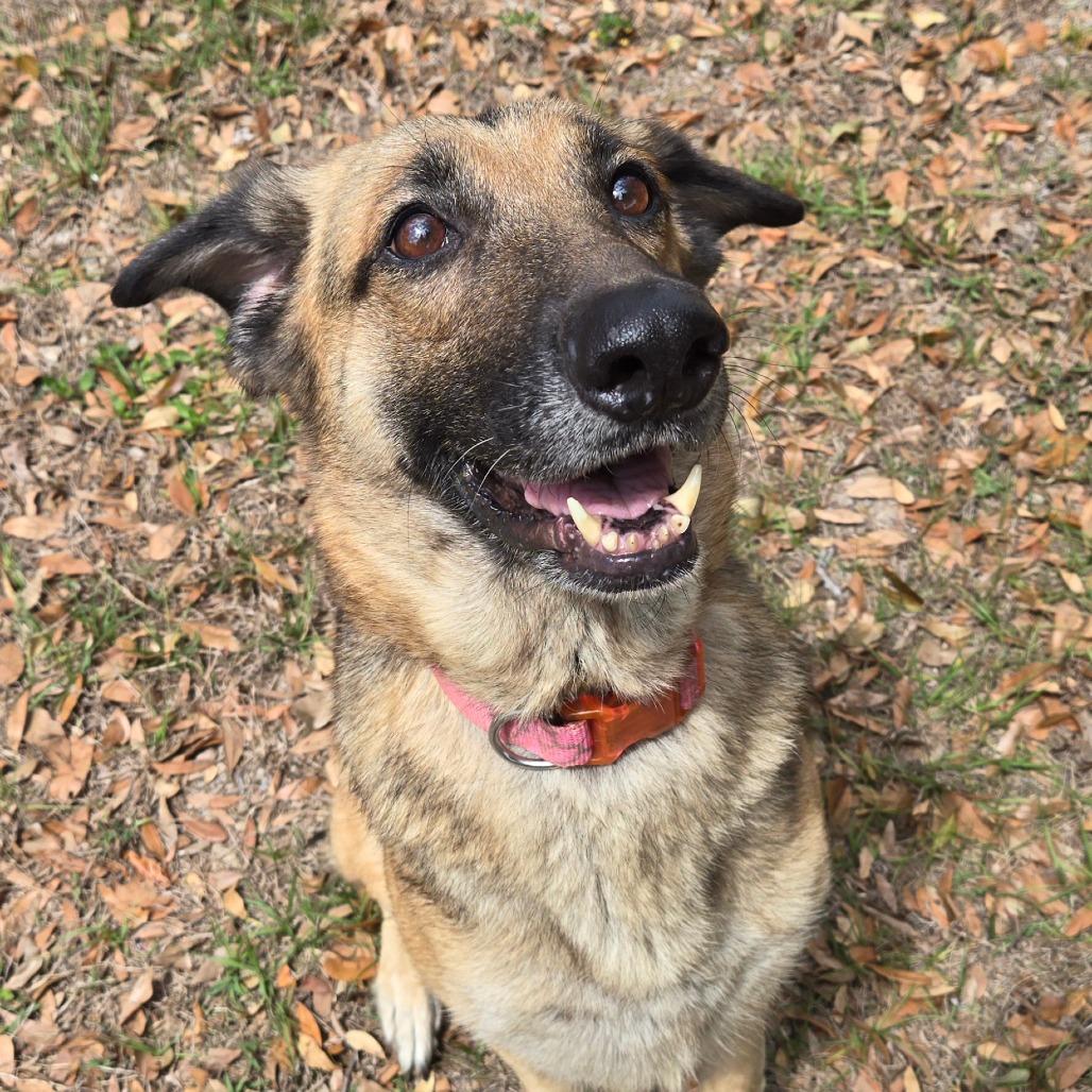 Enlarge Gypsy, a Adoptable German Shepherd Dog in Ocala, FL image 5/5