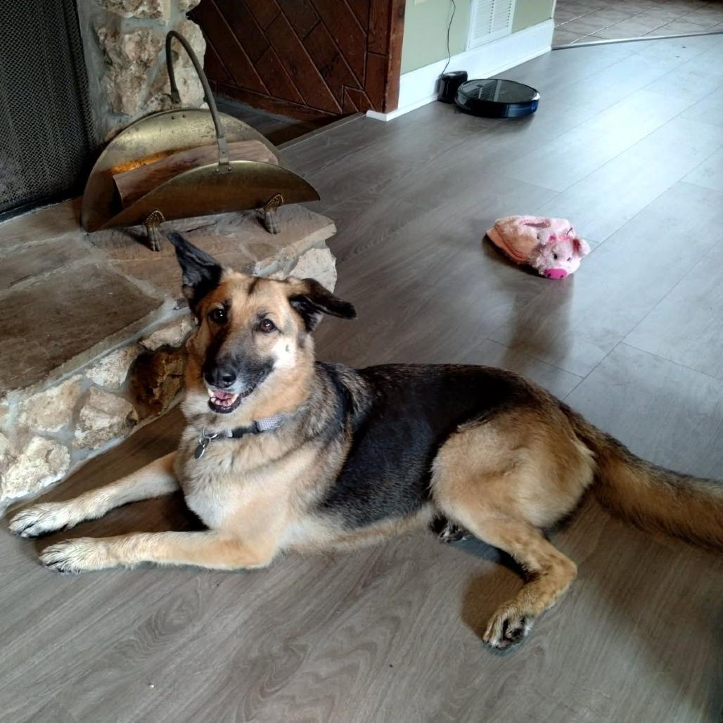 Enlarge Gypsy, a Adoptable German Shepherd Dog in Ocala, FL image 1/6