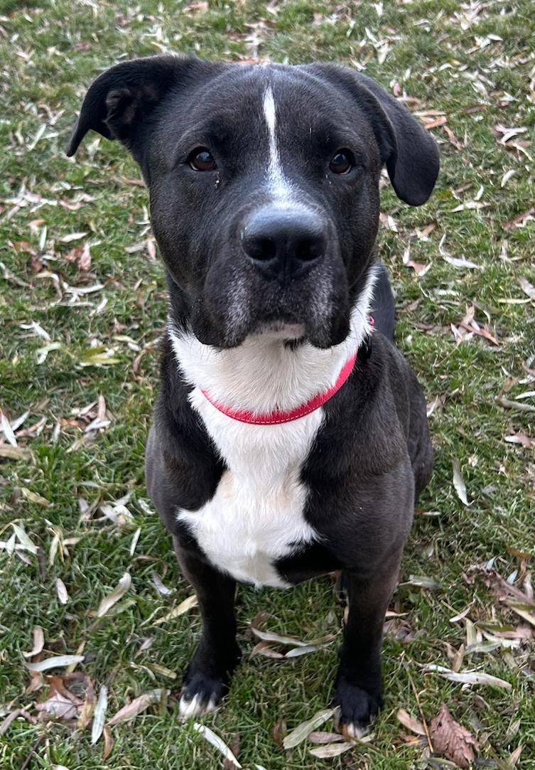 Herman, a Adoptable Mixed Breed in Neillsville, WI image 3/5