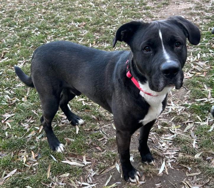 Herman, a Adoptable Mixed Breed in Neillsville, WI image 2/5