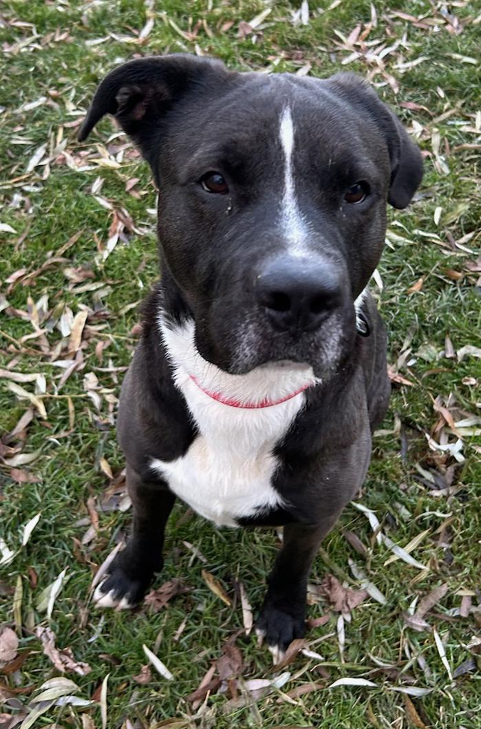 Herman, a Adoptable Mixed Breed in Neillsville, WI image 5/5