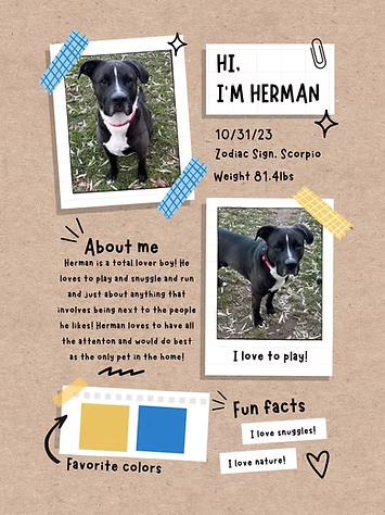 Enlarge Herman, an adopted Mixed Breed in Neillsville, WI image 1/5