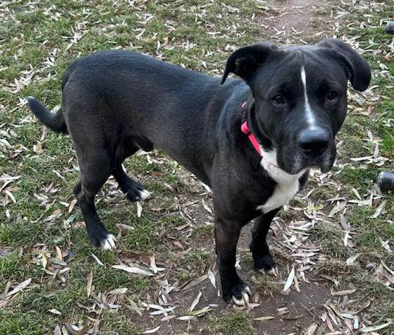 Herman, a Adoptable Mixed Breed in Neillsville, WI image 4/5