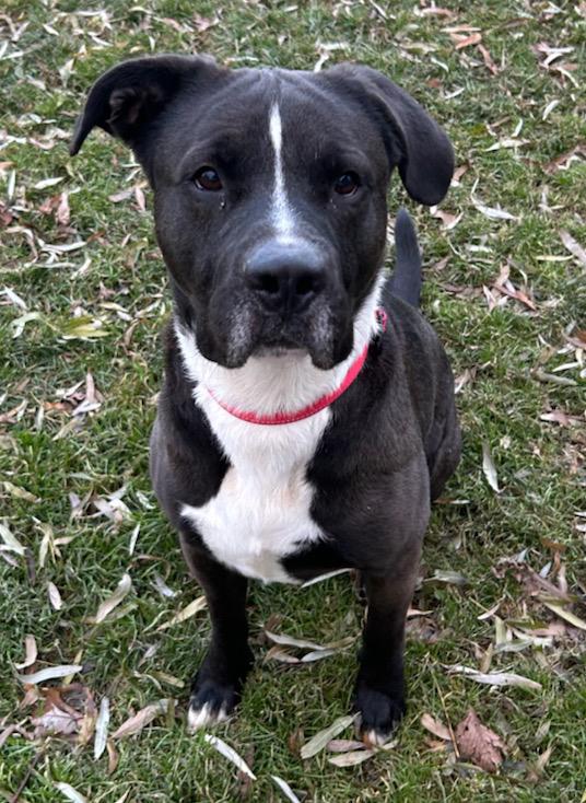 Herman, a Adoptable Mixed Breed in Neillsville, WI image 1/5