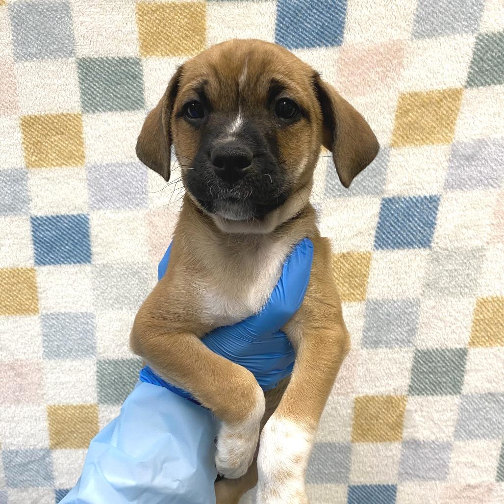Oolong, Adoptable, Puppy Male Mixed Breed.